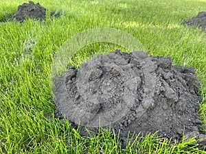 Mole ground hill on the grass