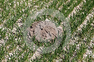 Mole-hill damage in grain field