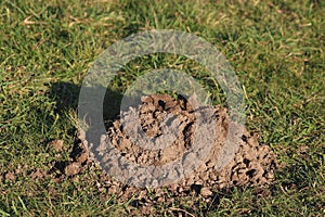 Mole hill, earth mound on top of grass