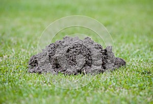Mole hill in garden closeup