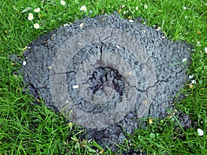 Mole hill on green grass.
