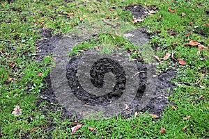 Mole hill on green grass.