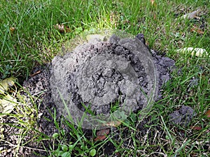 Mole hill on green grass.