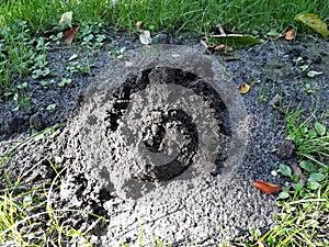 Mole hill on green grass.