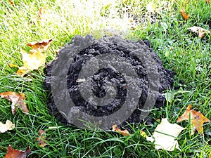 Mole hill on green grass.