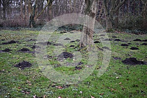 Mole hill on green grass.