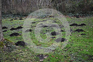 Mole hill on green grass.