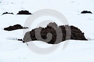 Mole hill in the snow, winter in southern Germany