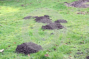 Mole hills in the grass or lawn.
