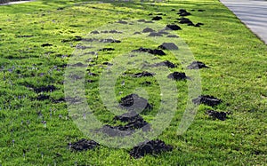 Mole hill on green grass.