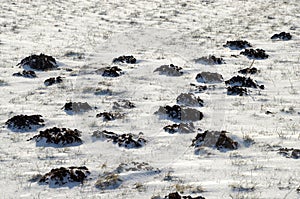 Mole hills in winter