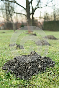 Mole hole in the garden