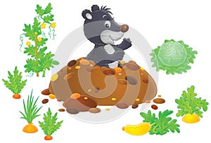 Mole in kitchen garden