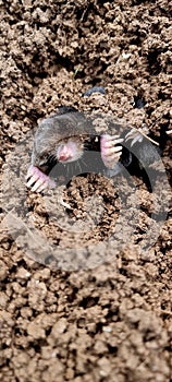 European mole (Talpa europaea) photo