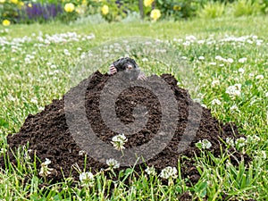 Mole in molehill