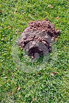 Mole molehill on the grass