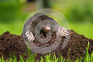 Mole in molehill showing claws