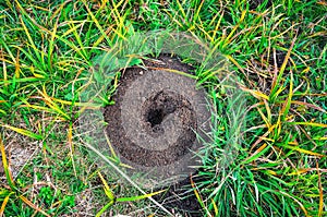 Mole mound in the field.