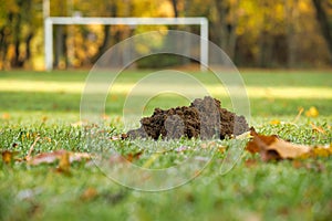 Mole mound on football soccer field