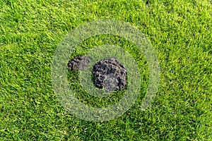 A mole mound in the garden of a house with a nice young lawn.