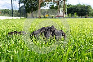 A mole mound in the garden of a house with a nice young lawn.