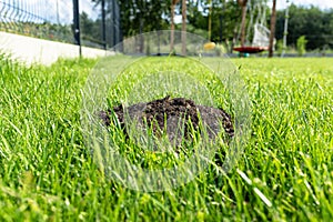 A mole mound in the garden of a house with a nice young lawn.