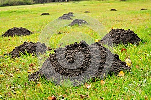 Mole mounds destroy garden photo