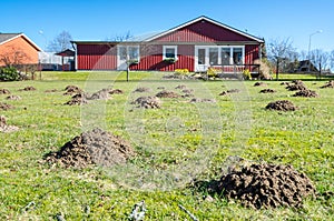 Mole mounds on Swedish grass field photo