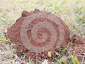 Mole mouse soil hill in a meadow