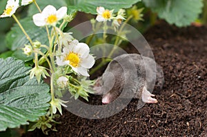 Mole in the garden photo