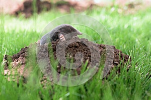 Mole in a garden
