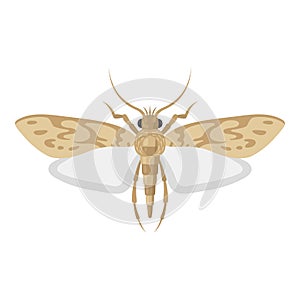 Mole pest entomology icon, little harmful moth photo