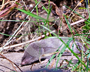 Mole Photo and Image. Close-up front view displaying small eye, nose, whiskers, paws in its environment and habitat surrounding