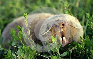 Mole rat