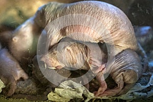 Mole rat colony in the nest