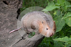 Mole rat or Large bamboo rat in the garden