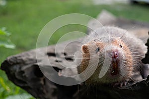 Mole rat or Large bamboo rat in the garden photo
