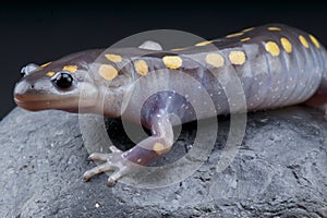 Mole salamander / Ambystoma maculatum photo