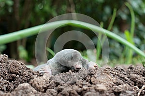 Mole in a soil