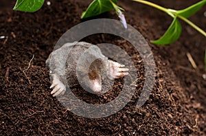 Mole in the soil hol