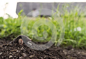 Mole sticking out of earth