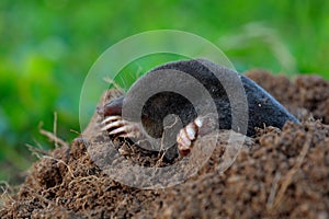 Mole, Talpa europaea, crawling out of brown molehill, green grass at backgrond