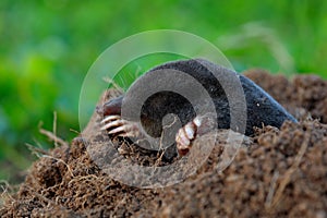 Mole, Talpa europaea, crawling out of brown molehill, green grass at backgrond photo