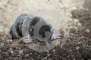 Mole, Talpa europea in ground