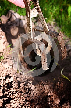 Mole trap garden pest