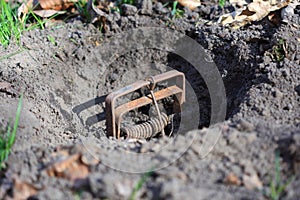 Mole trap photo