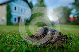 Mole, urban wildlife. Mole in garden with house in background. Mole, Talpa europaea, crawling out of brown molehill, green grass.