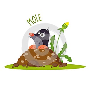 Mole vector illustration