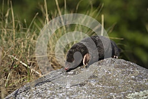 Mole walking on a stone, Vosges, France