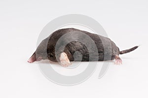 Mole on a white background
